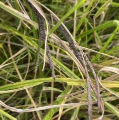 Carex polyantha (A Sedge) at Tennent, ACT - 26 Jan 2023 by JaneR