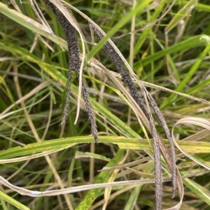 Carex polyantha at Tennent, ACT - 26 Jan 2023 05:02 PM