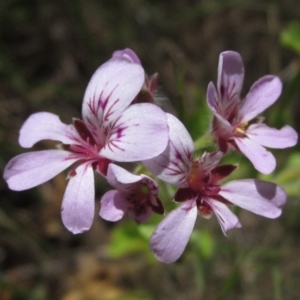 Pelargonium australe at Tennent, ACT - 11 Jan 2023