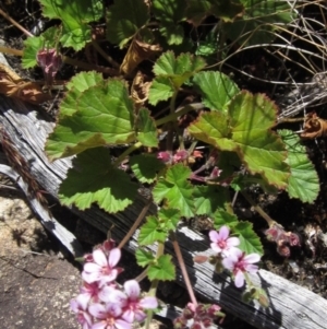 Pelargonium australe at Tennent, ACT - 11 Jan 2023