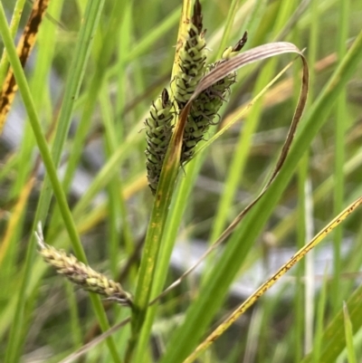 Carex gaudichaudiana (Fen Sedge) at Booth, ACT - 26 Jan 2023 by JaneR