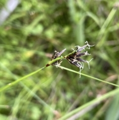 Schoenus apogon (Common Bog Sedge) at Booth, ACT - 26 Jan 2023 by JaneR