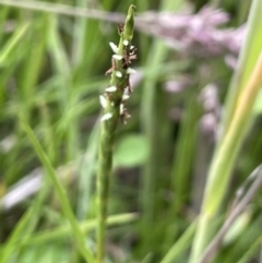 Hemarthria uncinata (Matgrass) at Namadgi National Park - 26 Jan 2023 by JaneR