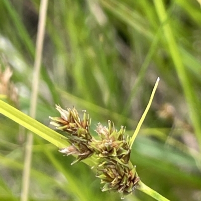 Carex inversa (Knob Sedge) at Namadgi National Park - 26 Jan 2023 by JaneR