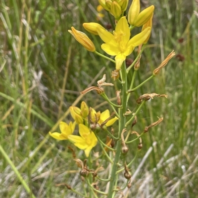 Bulbine glauca (Rock Lily) at Booth, ACT - 26 Jan 2023 by JaneR