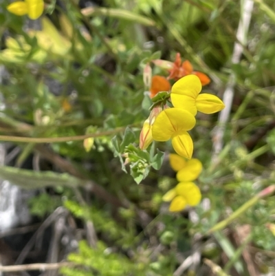 Lotus corniculatus (Birds-Foot Trefoil) at Booth, ACT - 26 Jan 2023 by JaneR