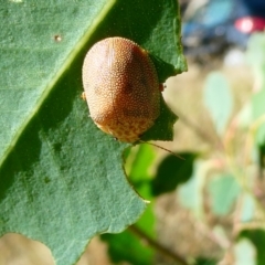 Paropsis atomaria (Eucalyptus leaf beetle) at Belconnen, ACT - 27 Jan 2023 by jgiacon