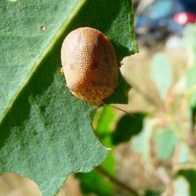 Paropsis atomaria (Eucalyptus leaf beetle) at Emu Creek - 27 Jan 2023 by JohnGiacon