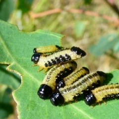 Paropsis atomaria (Eucalyptus leaf beetle) at Emu Creek - 27 Jan 2023 by JohnGiacon