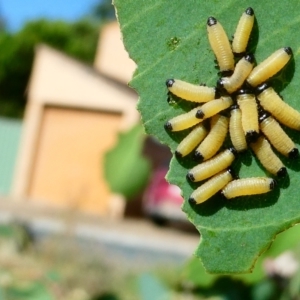 Paropsis atomaria at Belconnen, ACT - 27 Jan 2023