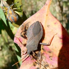 Amorbus sp. (genus) (Eucalyptus Tip bug) at Belconnen, ACT - 27 Jan 2023 by JohnGiacon