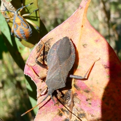 Amorbus sp. (genus) (Eucalyptus Tip bug) at Belconnen, ACT - 27 Jan 2023 by JohnGiacon