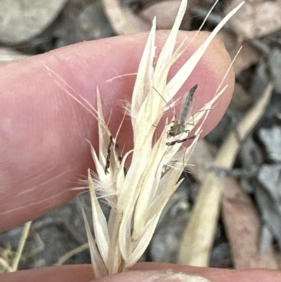 Rytidosperma caespitosum (Ringed Wallaby Grass) at Aranda, ACT - 27 Jan 2023 by lbradley