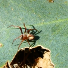 Araneinae (subfamily) (Orb weaver) at Belconnen, ACT - 27 Jan 2023 by JohnGiacon