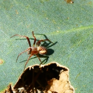 Araneinae (subfamily) at Belconnen, ACT - 27 Jan 2023