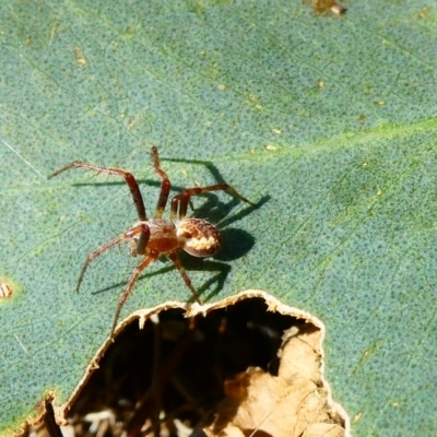 Araneinae (subfamily) (Orb weaver) at Flea Bog Flat to Emu Creek Corridor - 27 Jan 2023 by JohnGiacon