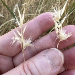 Rytidosperma laeve at Cook, ACT - 27 Jan 2023 06:33 PM