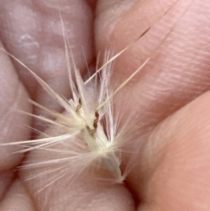 Rytidosperma laeve at Cook, ACT - 27 Jan 2023 06:33 PM