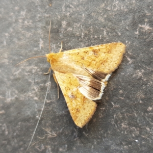 Helicoverpa punctigera at Greenway, ACT - 27 Jan 2023