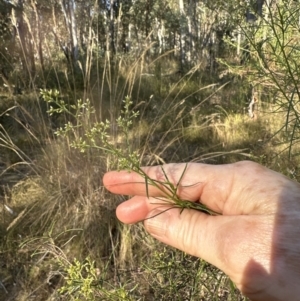 Cassinia quinquefaria at Aranda, ACT - 27 Jan 2023 06:45 PM