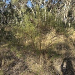 Cassinia quinquefaria at Aranda, ACT - 27 Jan 2023