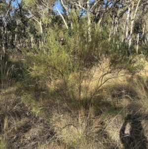 Cassinia quinquefaria at Aranda, ACT - 27 Jan 2023 06:45 PM