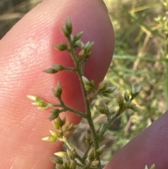 Cassinia quinquefaria at Aranda, ACT - 27 Jan 2023 06:45 PM