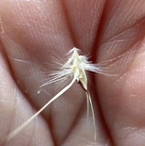 Rytidosperma erianthum at Aranda, ACT - 27 Jan 2023