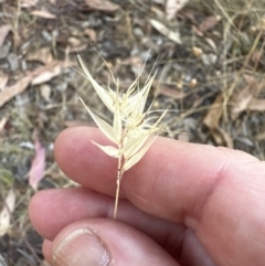 Rytidosperma erianthum at Aranda, ACT - 27 Jan 2023