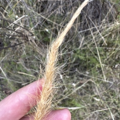 Dichelachne crinita (Long-hair Plume Grass) at Aranda, ACT - 27 Jan 2023 by lbradley