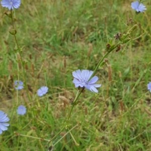 Cichorium intybus at Monash, ACT - 27 Jan 2023