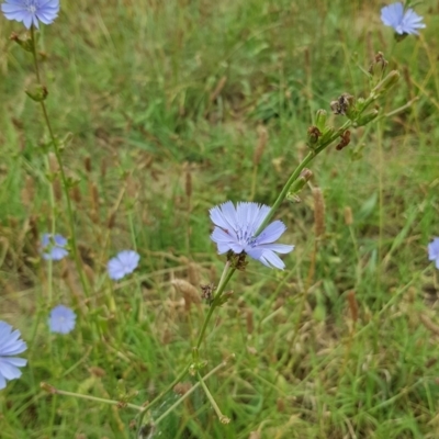 Cichorium intybus (Chicory) at Tuggeranong Creek to Monash Grassland - 27 Jan 2023 by HappyWanderer