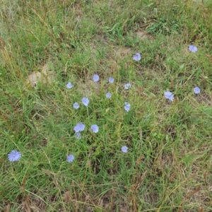 Cichorium intybus at Monash, ACT - 27 Jan 2023