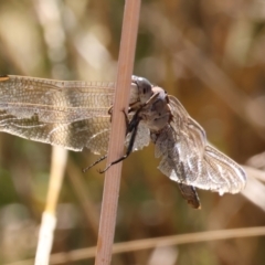 Orthetrum caledonicum (Blue Skimmer) at West Wodonga, VIC - 26 Jan 2023 by KylieWaldon