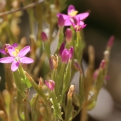 Centaurium sp. (Centaury) at West Wodonga, VIC - 26 Jan 2023 by KylieWaldon