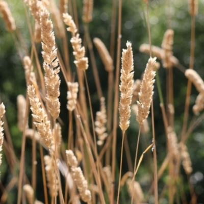 Phalaris aquatica (Phalaris, Australian Canary Grass) at West Wodonga, VIC - 26 Jan 2023 by KylieWaldon