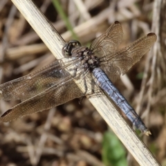 Orthetrum caledonicum (Blue Skimmer) at West Wodonga, VIC - 26 Jan 2023 by KylieWaldon