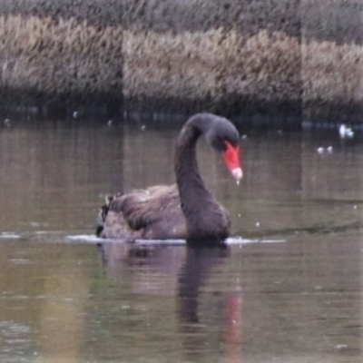 Cygnus atratus (Black Swan) at Monash, ACT - 27 Jan 2023 by HappyWanderer