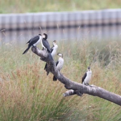 Microcarbo melanoleucos (Little Pied Cormorant) at Tuggeranong Creek to Monash Grassland - 26 Jan 2023 by HappyWanderer