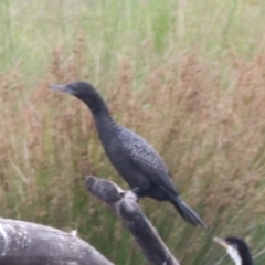 Phalacrocorax sulcirostris (Little Black Cormorant) at Tuggeranong Creek to Monash Grassland - 27 Jan 2023 by HappyWanderer