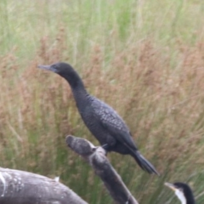 Phalacrocorax sulcirostris (Little Black Cormorant) at Tuggeranong Creek to Monash Grassland - 26 Jan 2023 by HappyWanderer