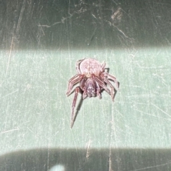Badumna (genus) at Aranda, ACT - 26 Jan 2023 03:09 PM