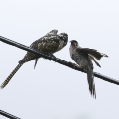 Eudynamys orientalis (Pacific Koel) at Higgins, ACT - 27 Jan 2023 by AlisonMilton