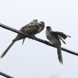 Eudynamys orientalis at Higgins, ACT - 27 Jan 2023