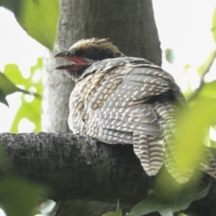 Eudynamys orientalis (Pacific Koel) at Higgins, ACT - 27 Jan 2023 by AlisonMilton