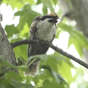 Eudynamys orientalis at Higgins, ACT - 27 Jan 2023