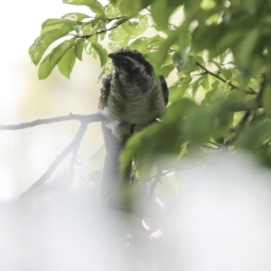 Eudynamys orientalis at Higgins, ACT - 27 Jan 2023