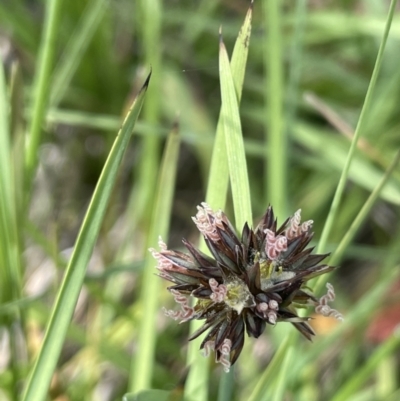 Juncus falcatus (Sickle-leaf Rush) at Gibraltar Pines - 21 Jan 2023 by JaneR