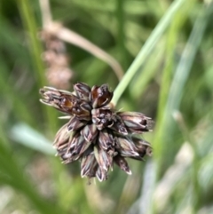 Juncus falcatus at Paddys River, ACT - 21 Jan 2023