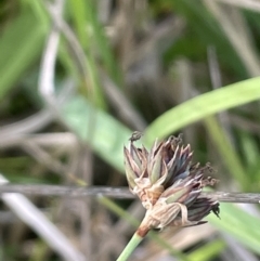 Juncus falcatus at Paddys River, ACT - 21 Jan 2023